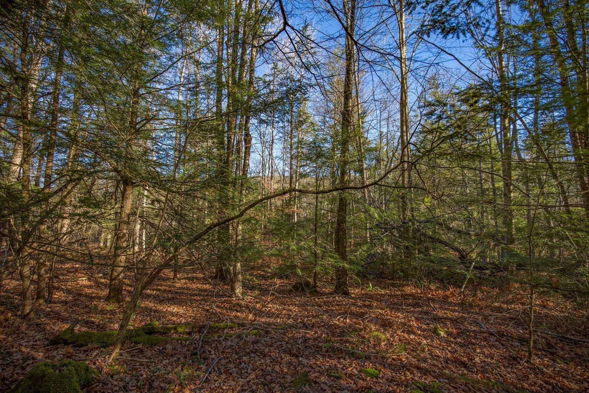 Residential at 0 Goose Pond Road, Tyringham MA 01264, photo 10 of 12
