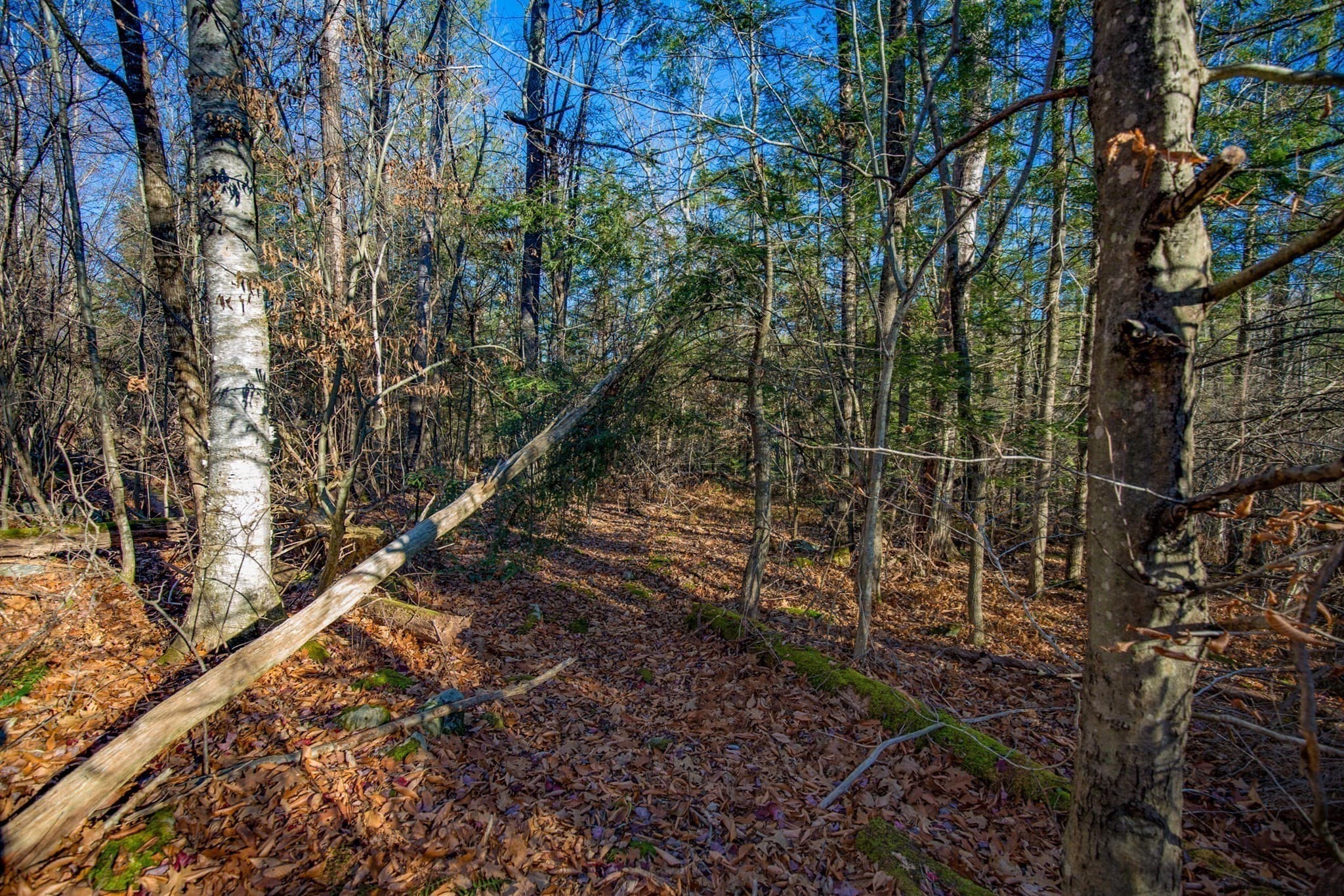 Residential at 0 Goose Pond Road, Tyringham MA 01264, photo 8 of 12
