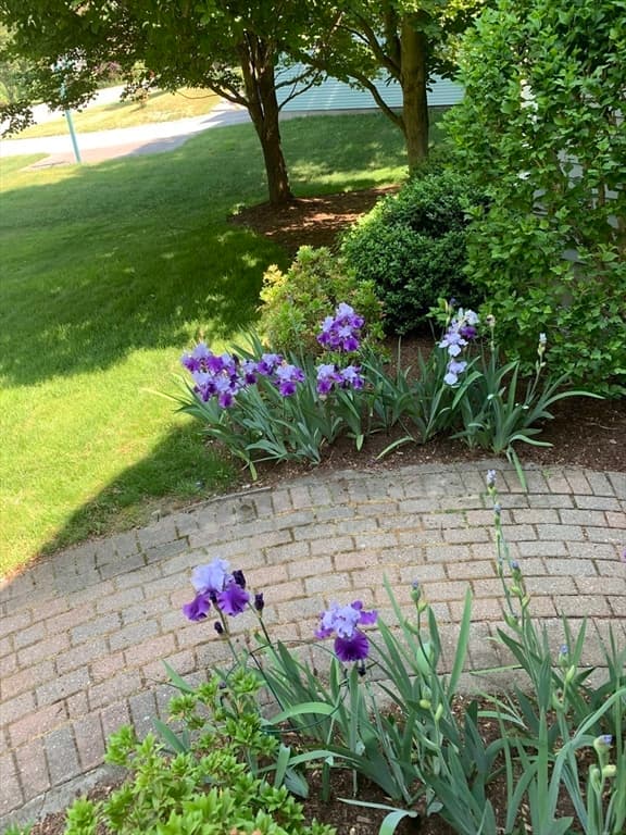 Condominium at 11 Longmeadow Way # 11, Acton MA 01720, photo 24 of 29