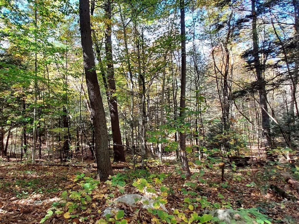 Lot 3 Harknesss Rd, Amherst MA 01002 photo 6
