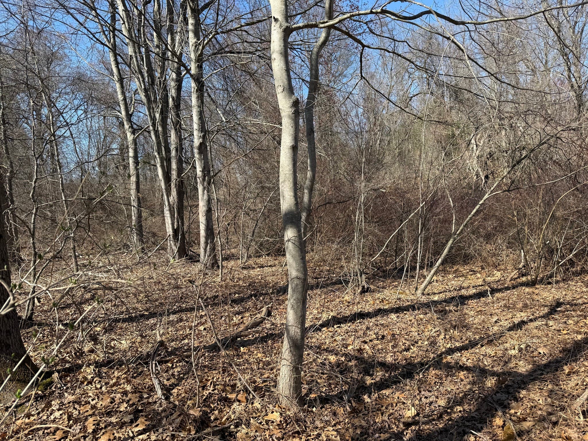 Land at 277 River Drive, Hadley MA 01035, photo 6 of 13