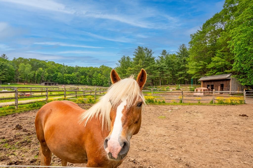 Equestrian at 225 Lowell St, Carlisle MA 01741, Carlisle, photo 41 of 41