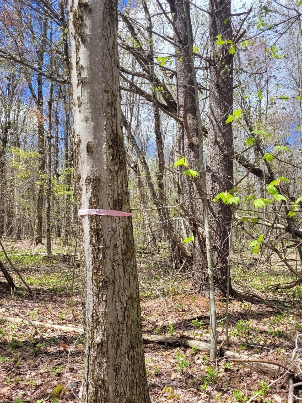 Residential at Lot 3 Town Hill Rd, Sandisfield MA 01255, photo 7 of 11