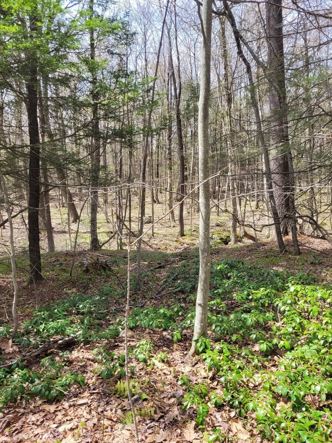 Residential at Lot 3 Town Hill Rd, Sandisfield MA 01255, photo 10 of 11