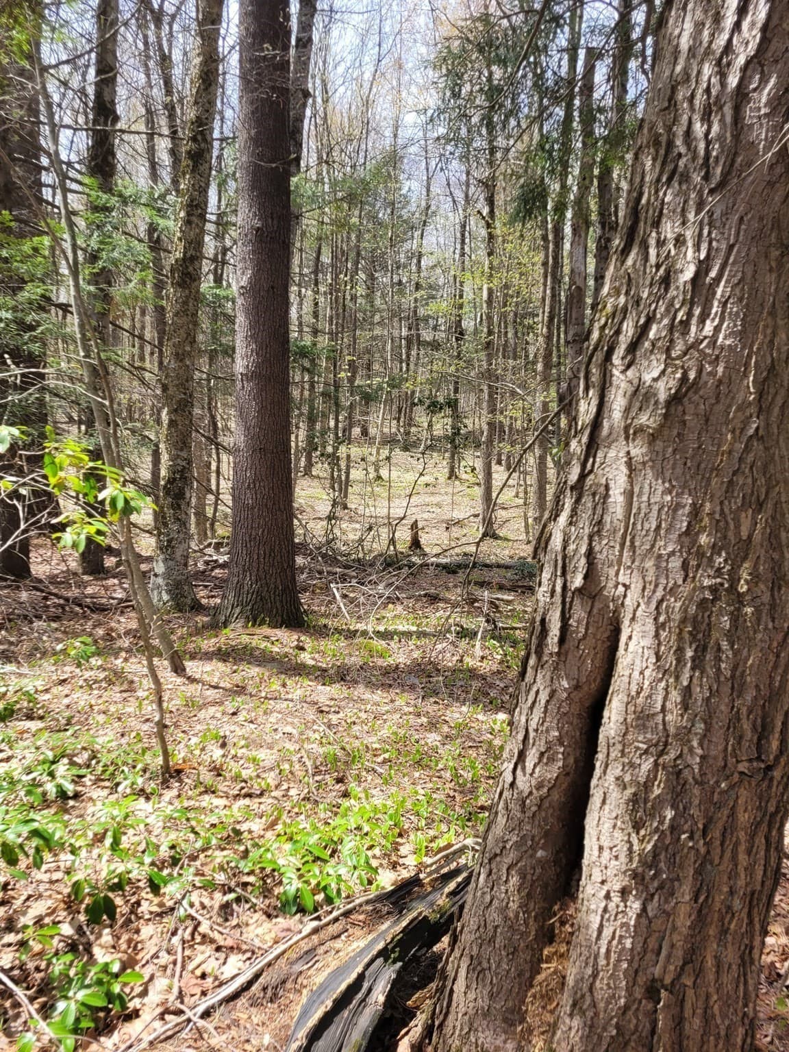Residential at Lot 3 Town Hill Rd, Sandisfield MA 01255, photo 8 of 11