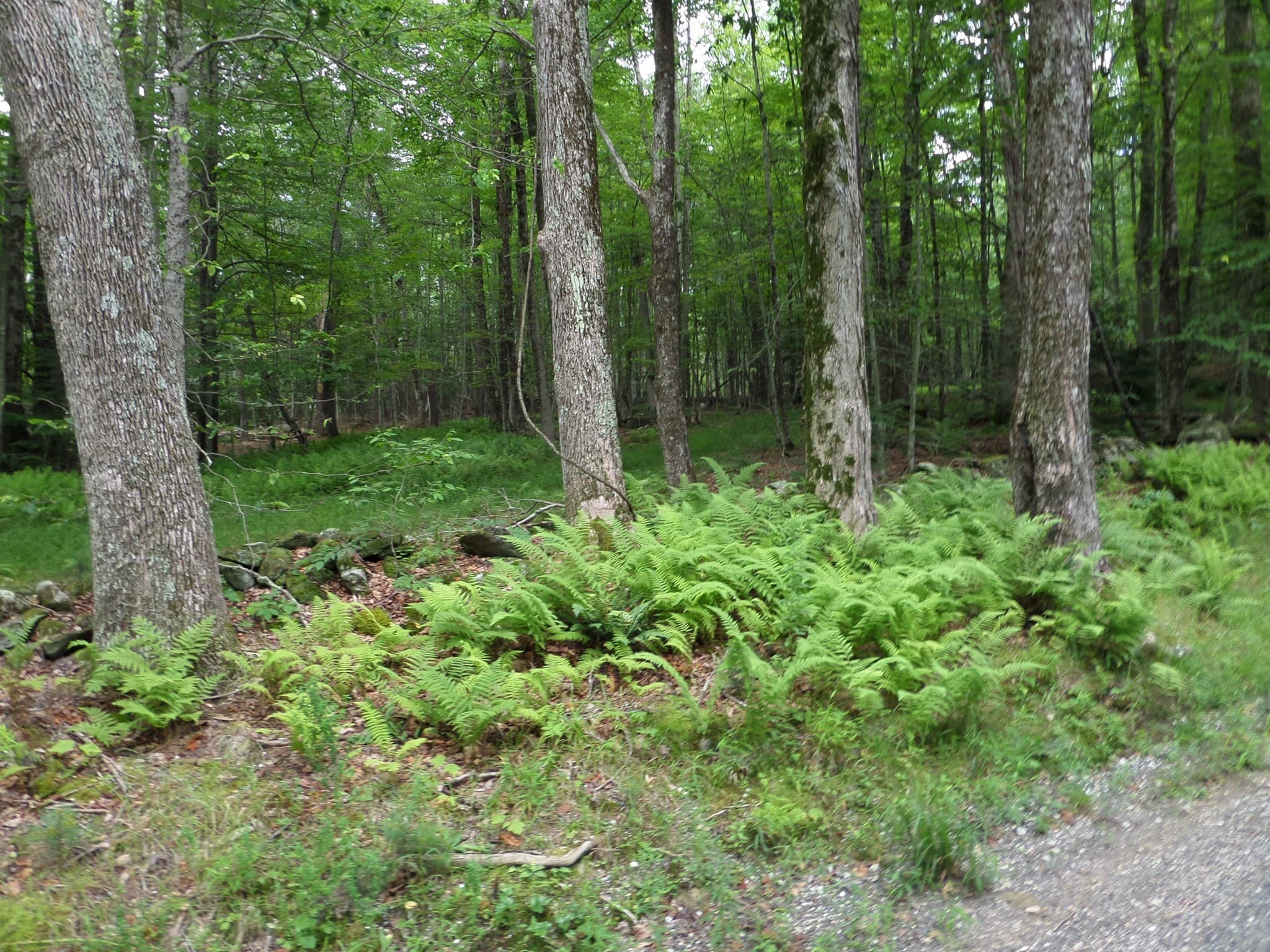 Residential at 0 Pynchon Rd, Chesterfield MA 01012, photo 2 of 5
