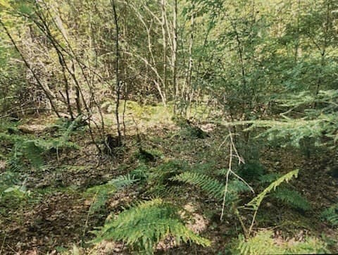 Lot 1 North Hatfield Rd, Hatfield MA 01038