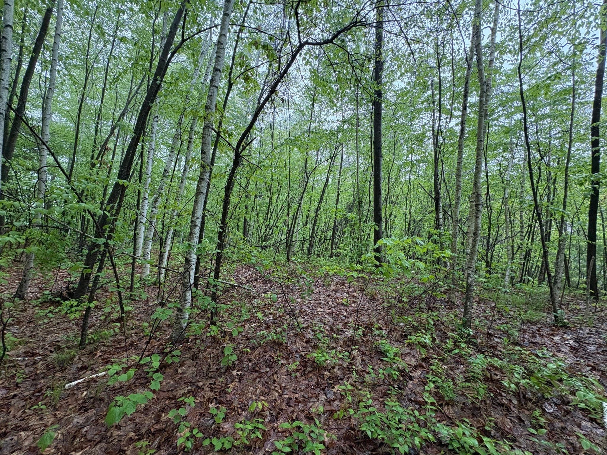 Residential at TBD Lower Road, Deerfield MA 01342, photo 2 of 8