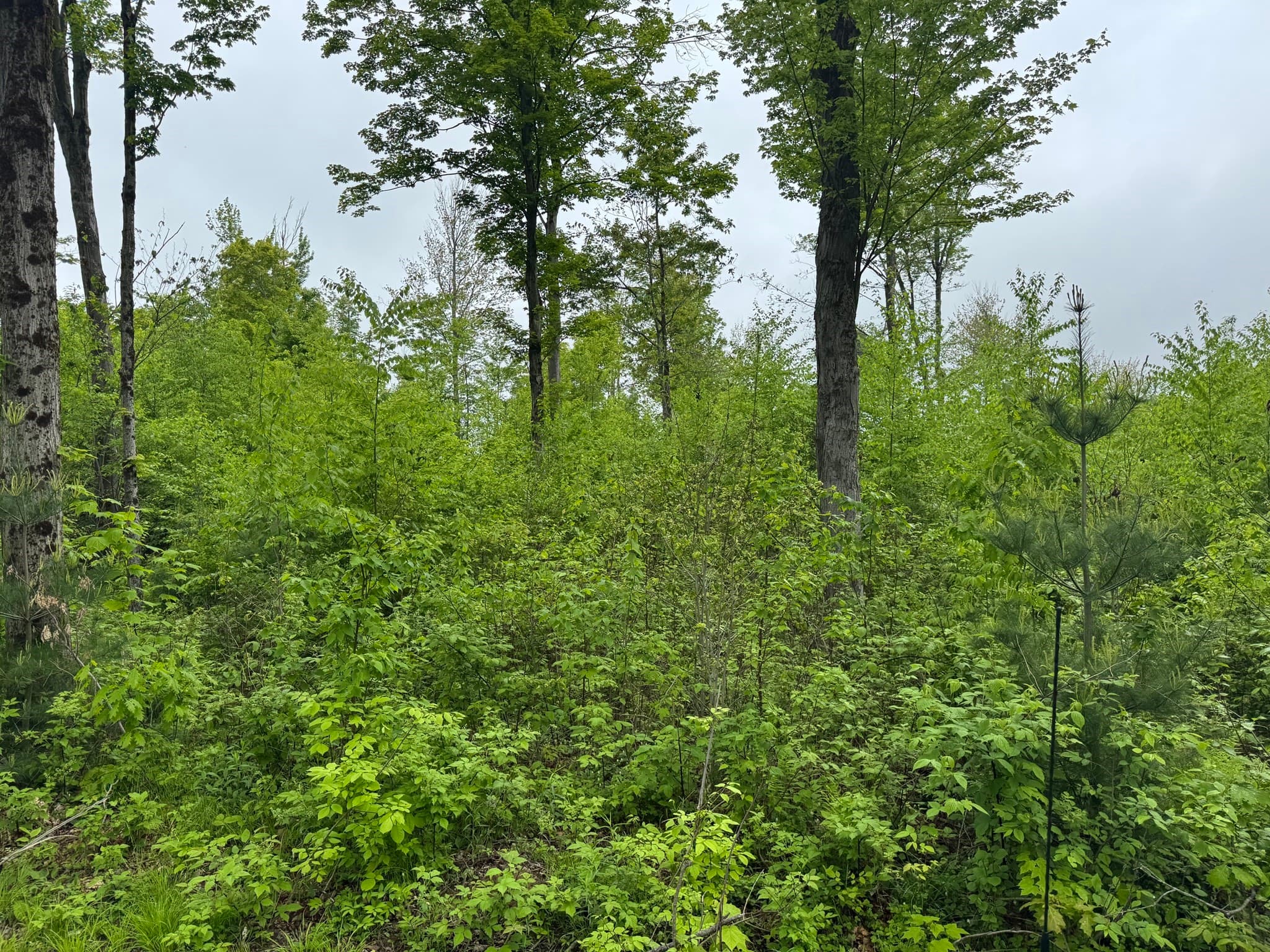 Residential at Lot "B" Beulah Land Rd, Blandford MA 01008, photo 12 of 17
