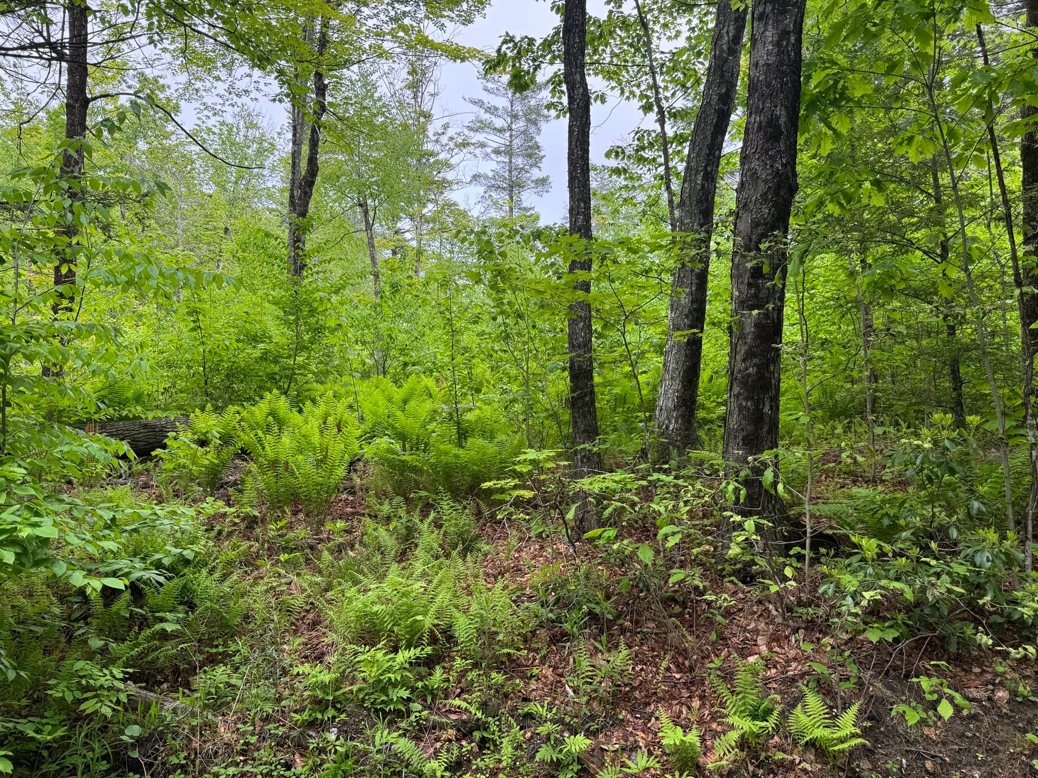 Residential at Lot "B" Beulah Land Rd, Blandford MA 01008, photo 8 of 17