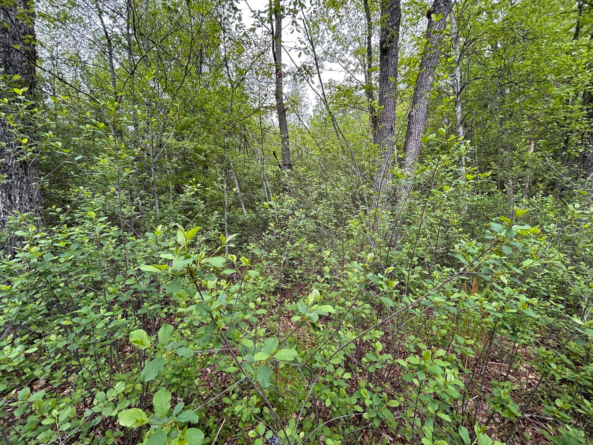 Residential at 0 Lot 2 Stoddard Rd, Winchendon MA 01475, photo 3 of 8