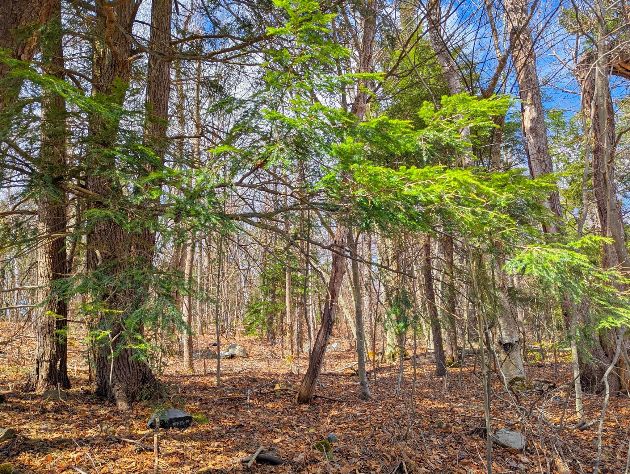 Residential at 0 Johnson Rd, Becket MA 01223, photo 13 of 20