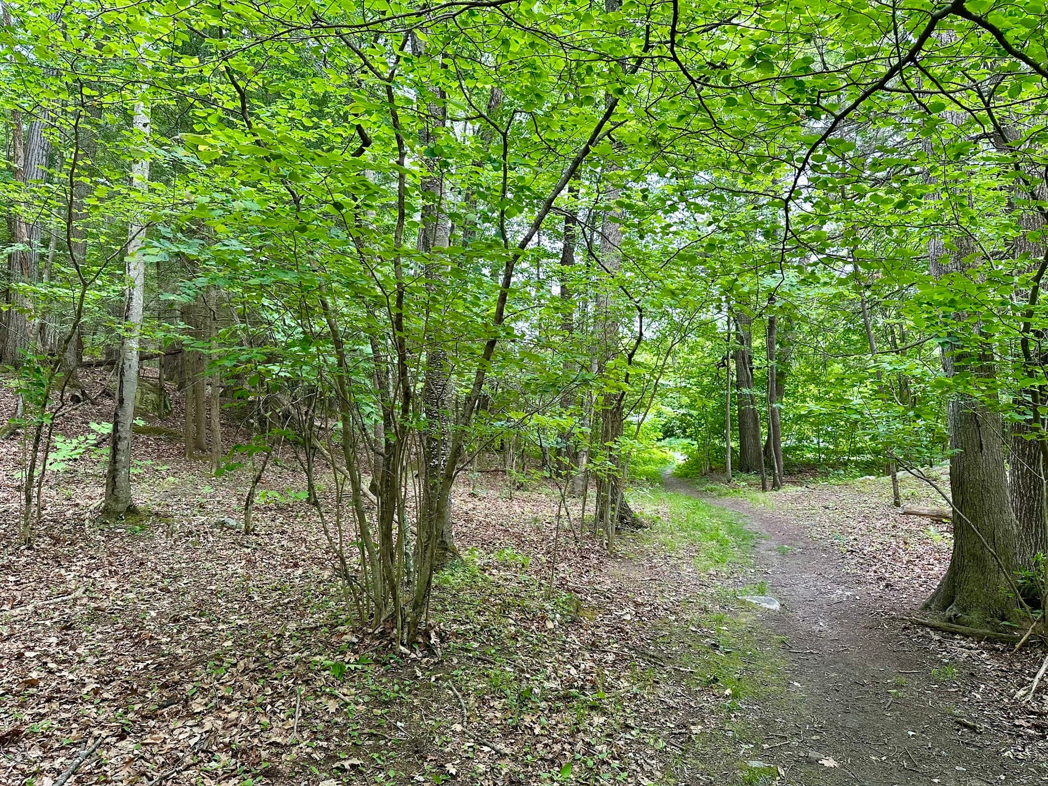 Residential at 0 Lake Mansfield Rd, Great Barrington MA 01230, Great Barrington, photo 5 of 7