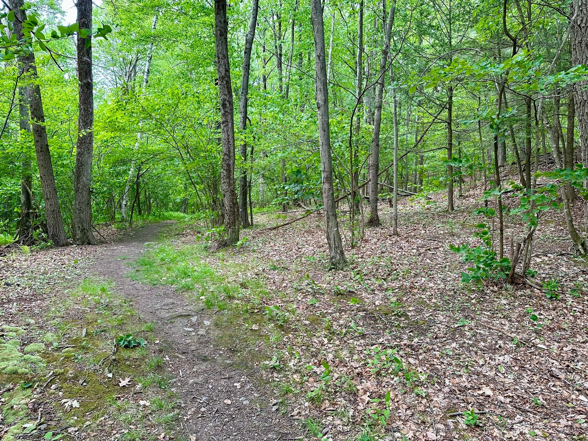 Residential at 0 Lake Mansfield Rd, Great Barrington MA 01230, Great Barrington, photo 4 of 7