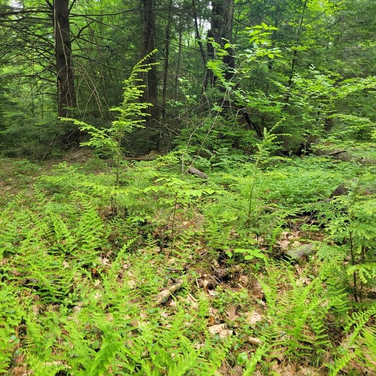 0 Stockwell Road, Royalston MA 01368 photo 2