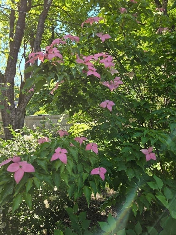 135 Williams Rd, Concord MA 01742 photo 23