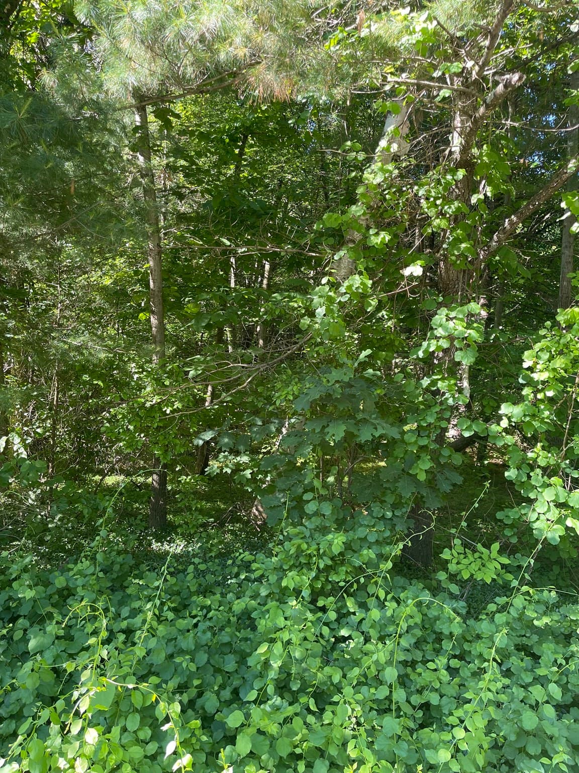 Lot A Ware Rd, Belchertown MA 01007