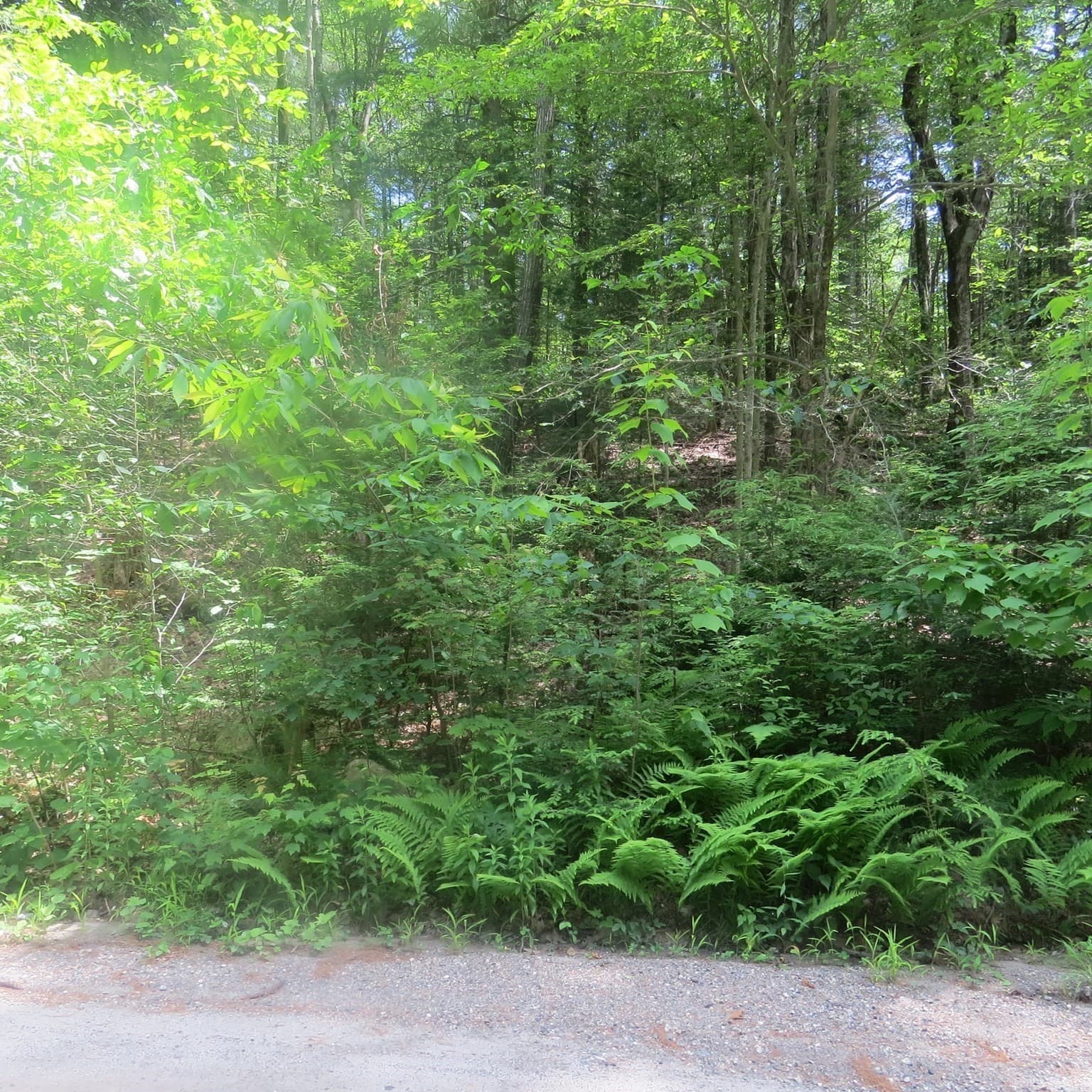 Residential at Lot 1 Pratt Corner Road, Leverett MA 01054, photo 2 of 5