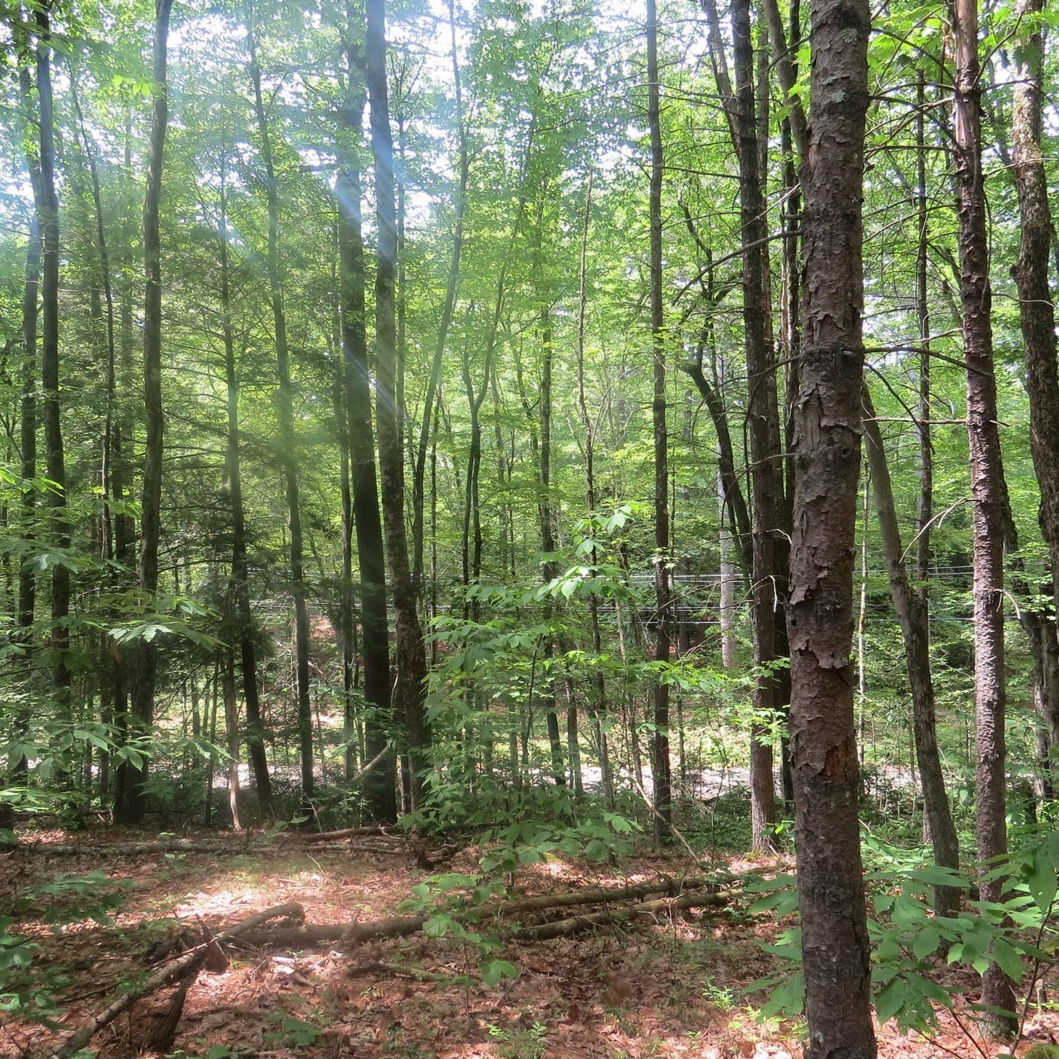 Lot 1 Pratt Corner Road, Leverett MA 01054