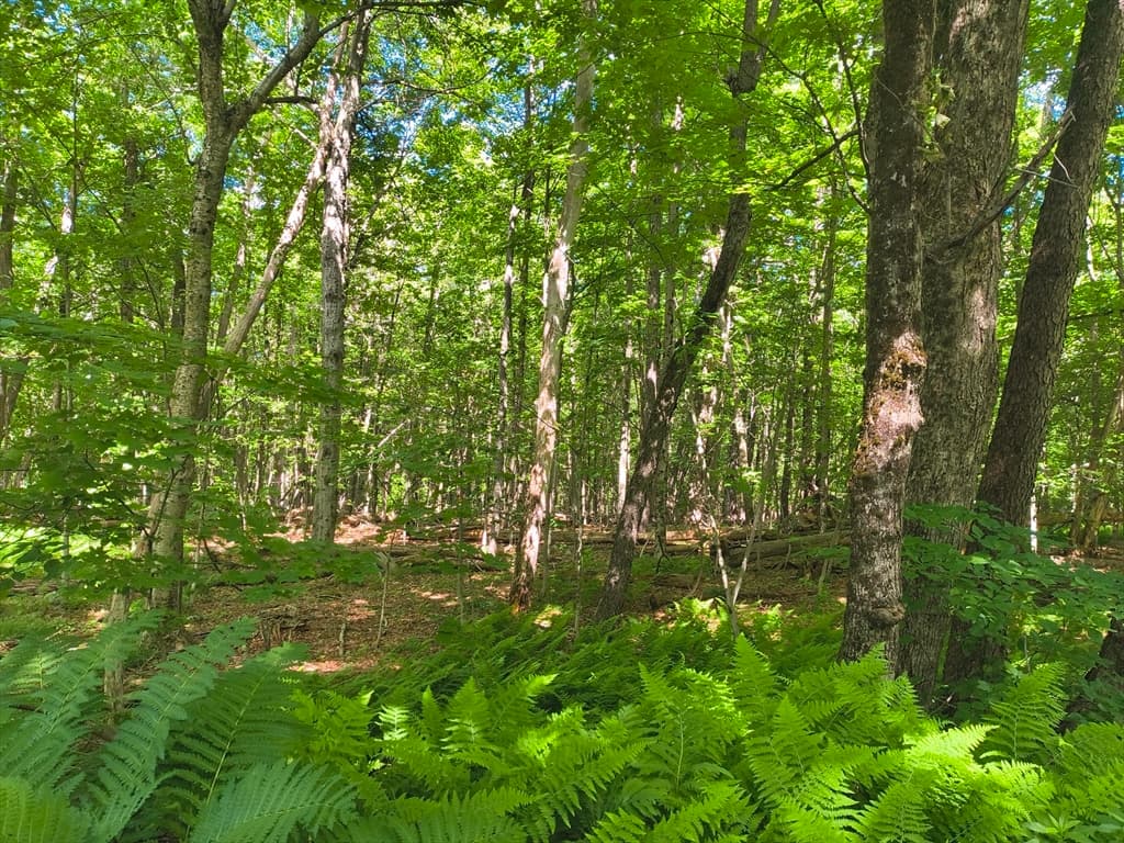 lot 2 Holcomb Road, Chester MA 01011