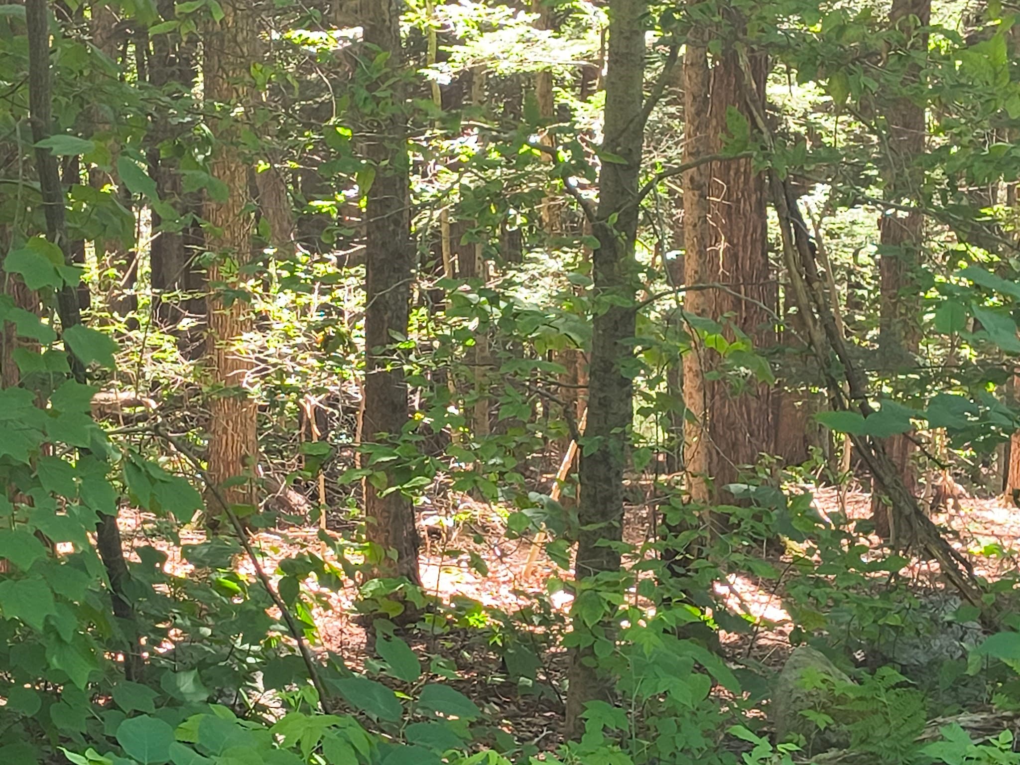 Residential at lot 1.1 Skyline Trail, Middlefield MA 01243, Middlefield, photo 2 of 2