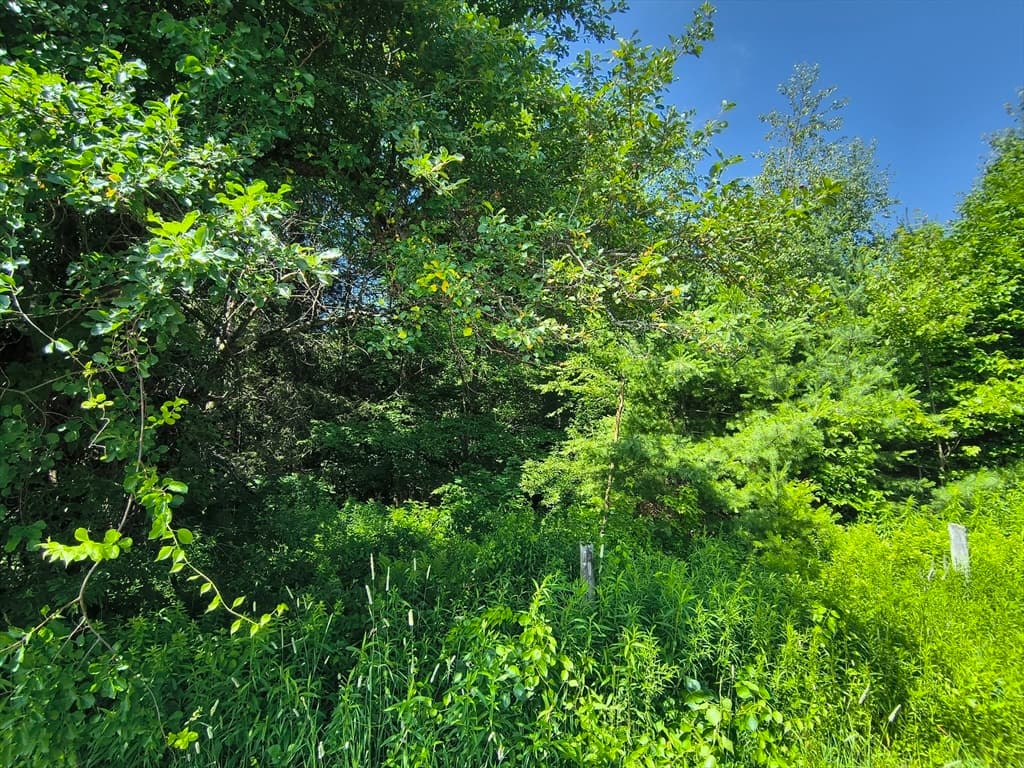 Lot A Ridge Road, Worthington MA 01098 photo 8