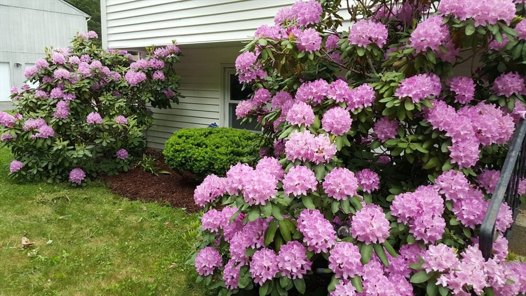 48 Badger Rd, Framingham MA 01702 photo 38