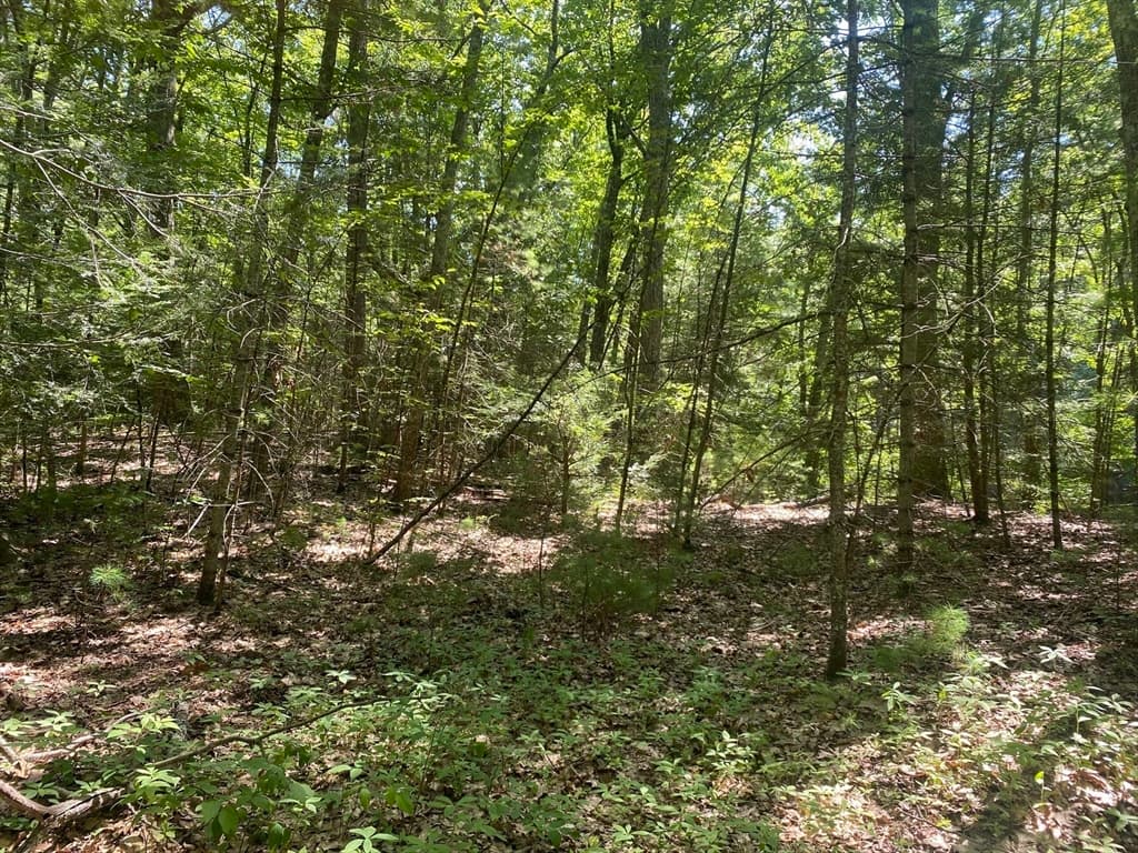 Lot 19 Bernard Whitney Rd, New Braintree MA 01531