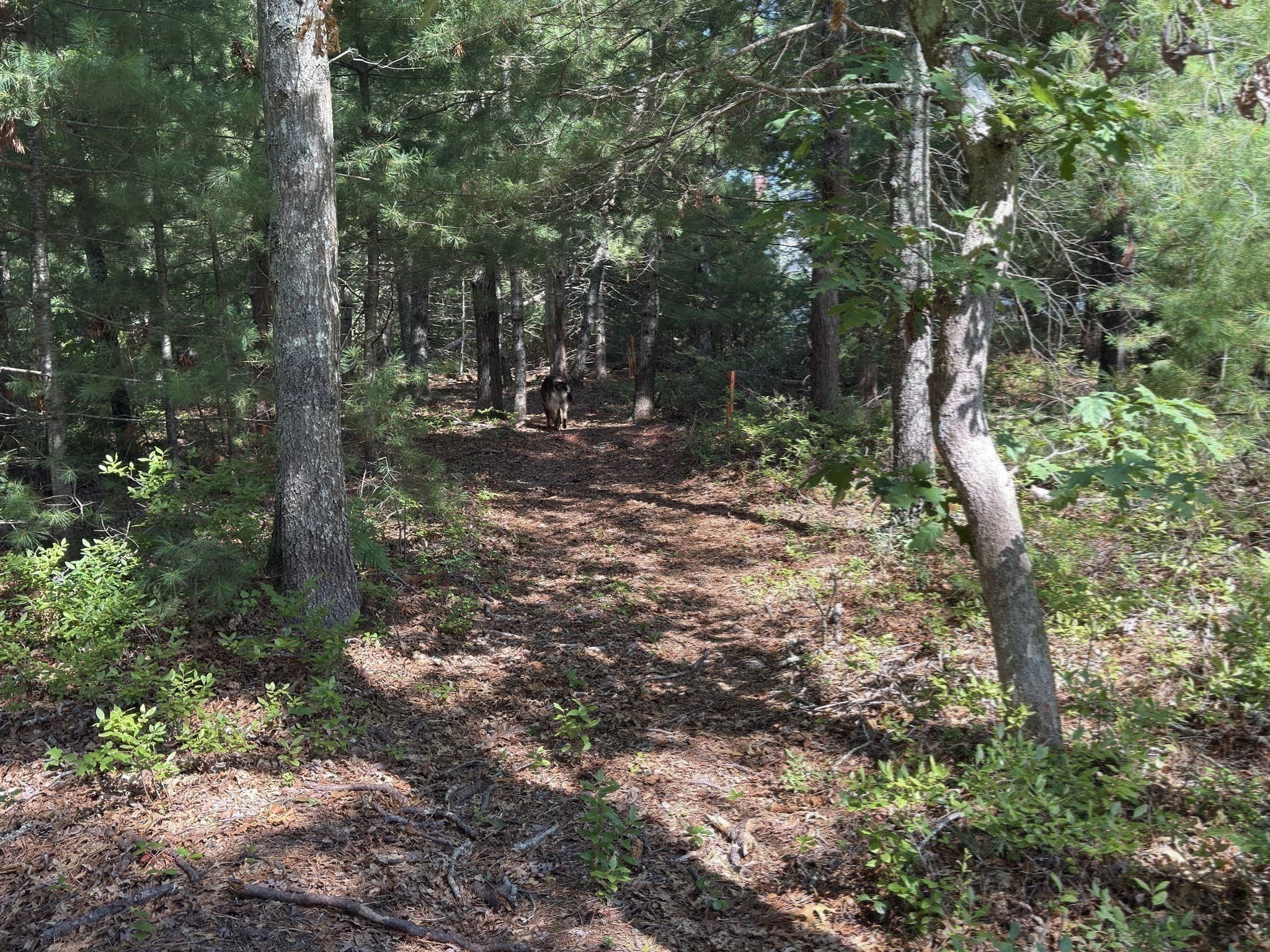 Agriculture at 202 Ashumet Rd., Falmouth MA 02536, photo 9 of 39