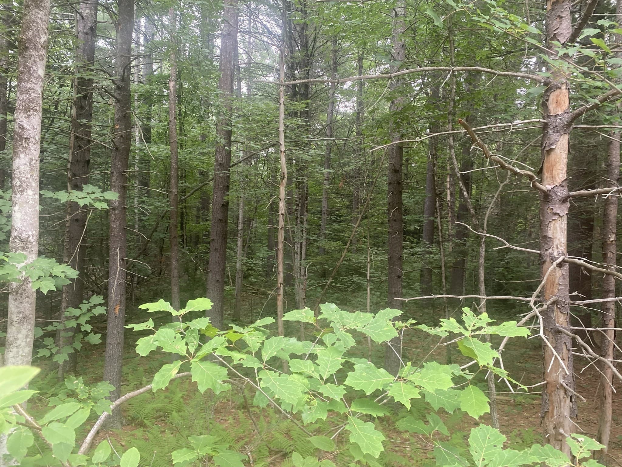 Residential at 132 Crooked Ledge Rd, Southampton MA 01073, photo 6 of 8