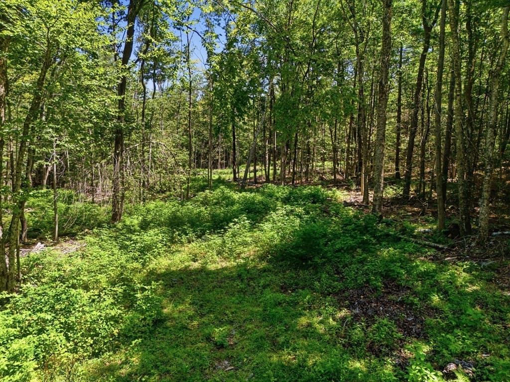Lot 00 Thayer Hill Road, Worthington MA 01098 photo 3