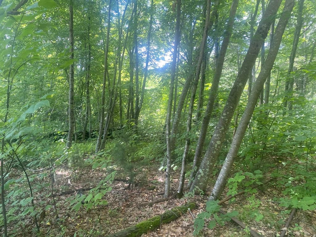 Tract 7 Delargy Rd, Hardwick MA 01037 photo 6
