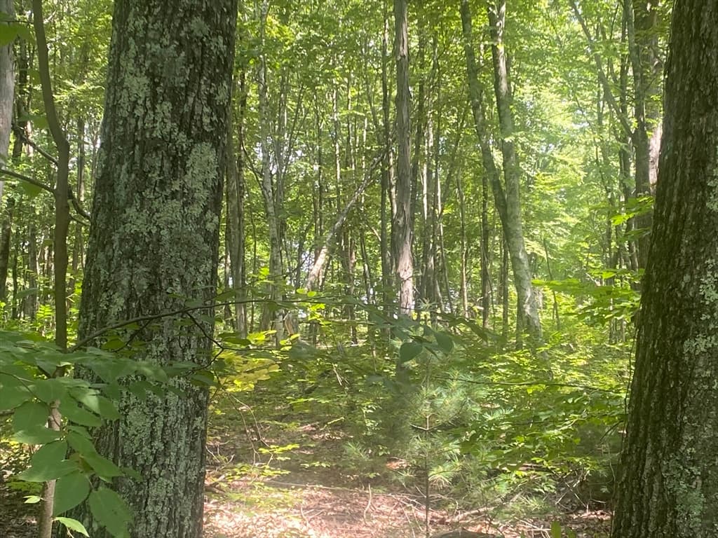 Tract 7 Delargy Rd, Hardwick MA 01037 photo 13