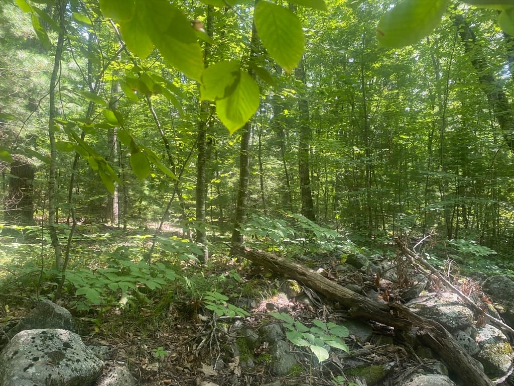 Tract 7 Delargy Rd, Hardwick MA 01037 photo 12