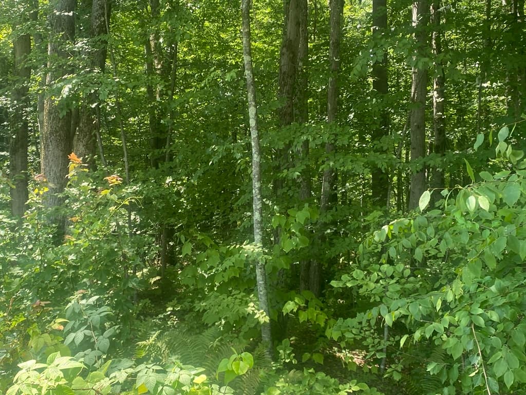 Tract 7 Delargy Rd, Hardwick MA 01037 photo 9