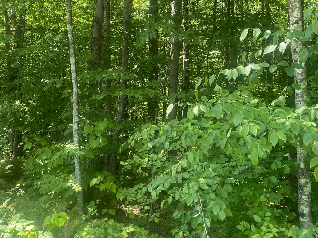 Tract 7 Delargy Rd, Hardwick MA 01037 photo 8