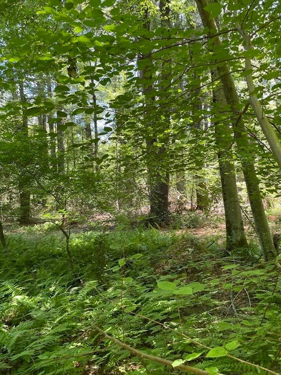 29 Sammy's Lane, Freetown MA 02702 photo 32