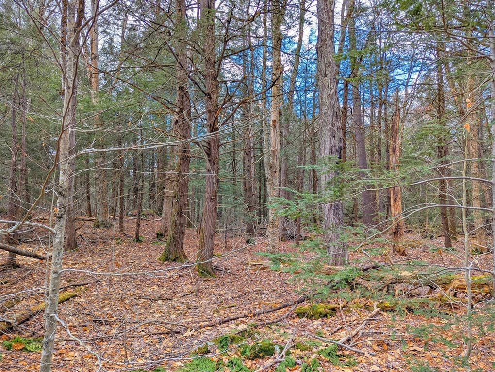 0 Bonny Rigg Hill Rd, Becket MA 01223 photo 9