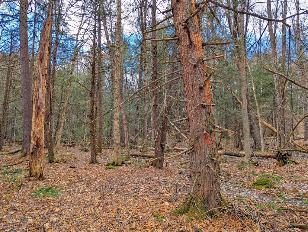 0 Bonny Rigg Hill Rd, Becket MA 01223 photo 11