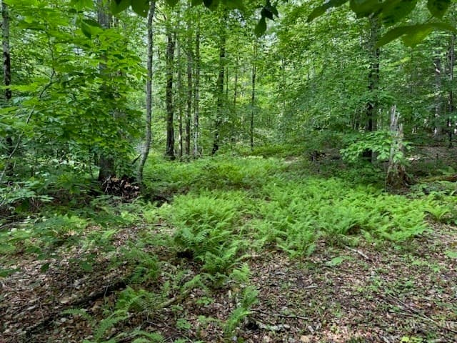 Residential at Lot 121 Davis Mine Rd, Rowe MA 01367, photo 6 of 23