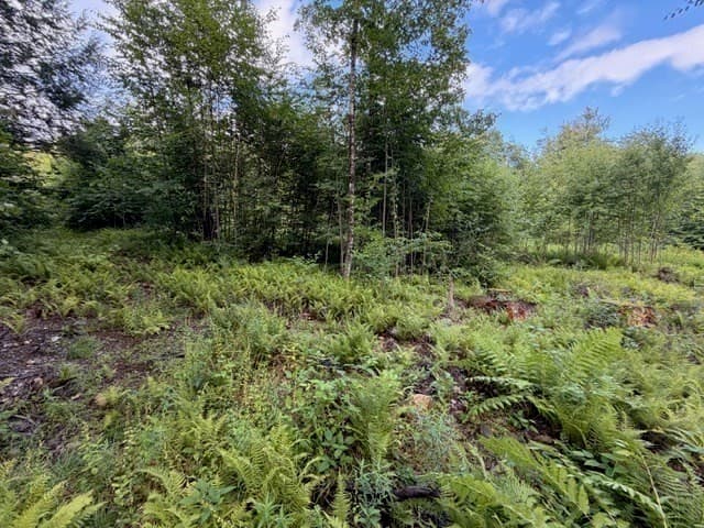Residential at Lot 121 Davis Mine Rd, Rowe MA 01367, photo 17 of 23