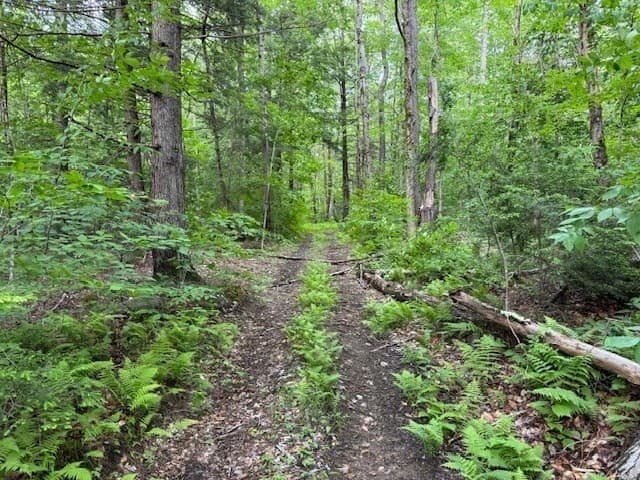 Residential at Lot 121 Davis Mine Rd, Rowe MA 01367, photo 5 of 23
