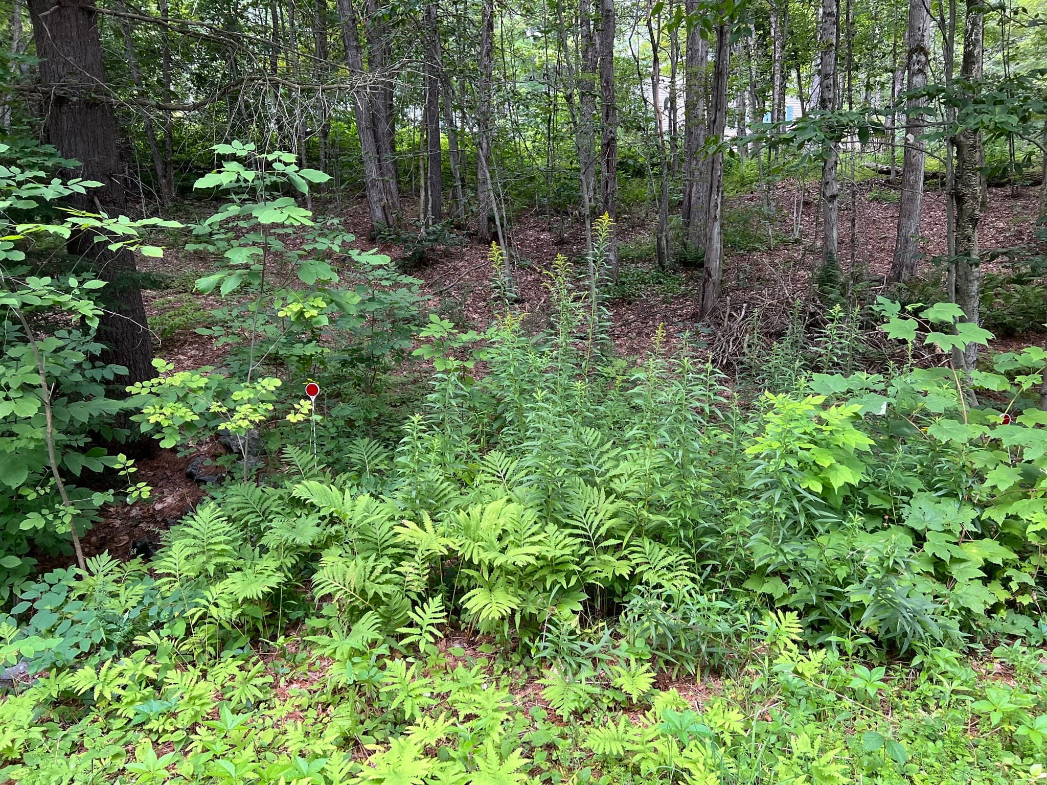 Residential at Lot 134 Shaw Rd, Windsor MA 01270, Windsor, photo 2 of 19