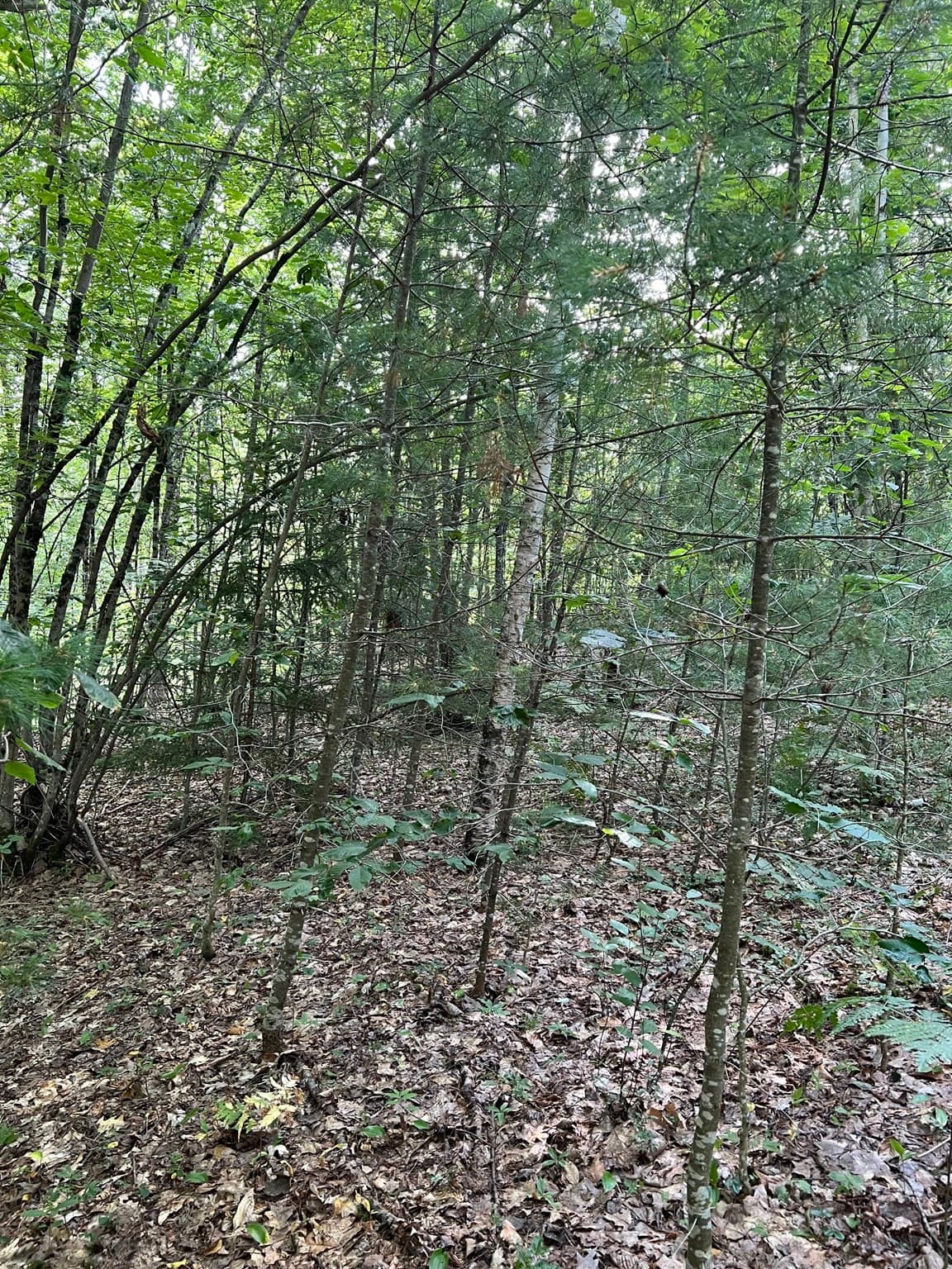 Residential at Lot 134 Shaw Rd, Windsor MA 01270, Windsor, photo 17 of 19