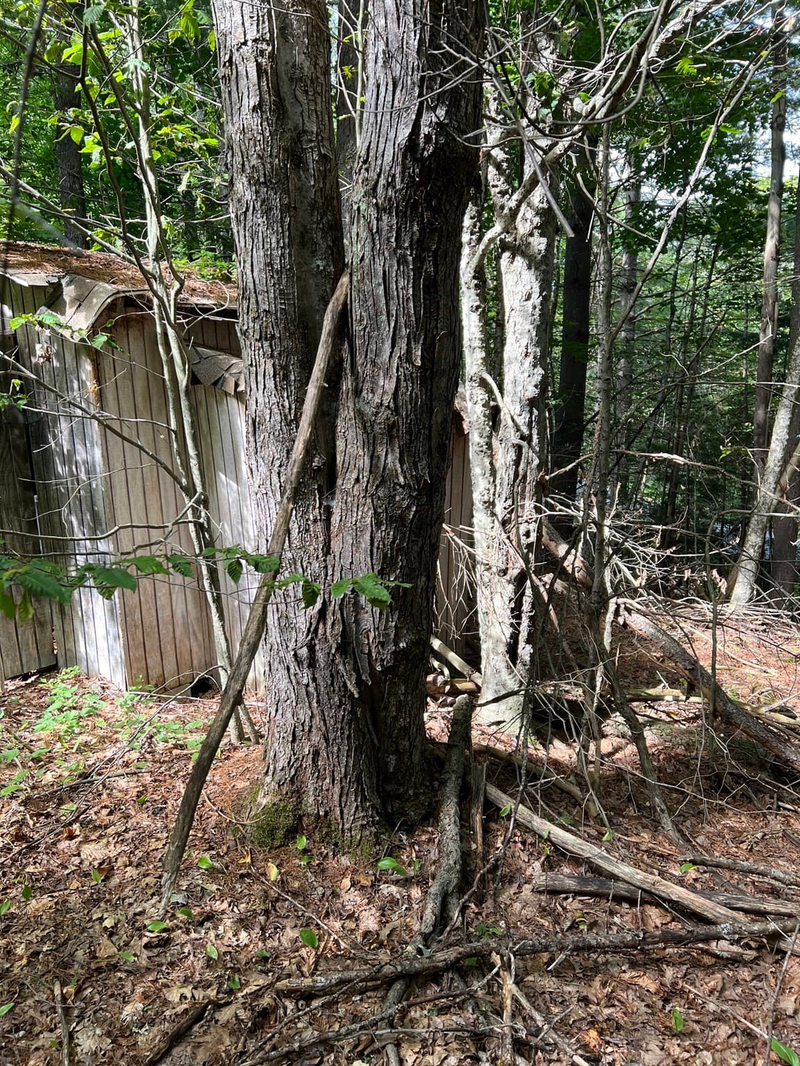Residential at Lot 134 Shaw Rd, Windsor MA 01270, Windsor, photo 16 of 19