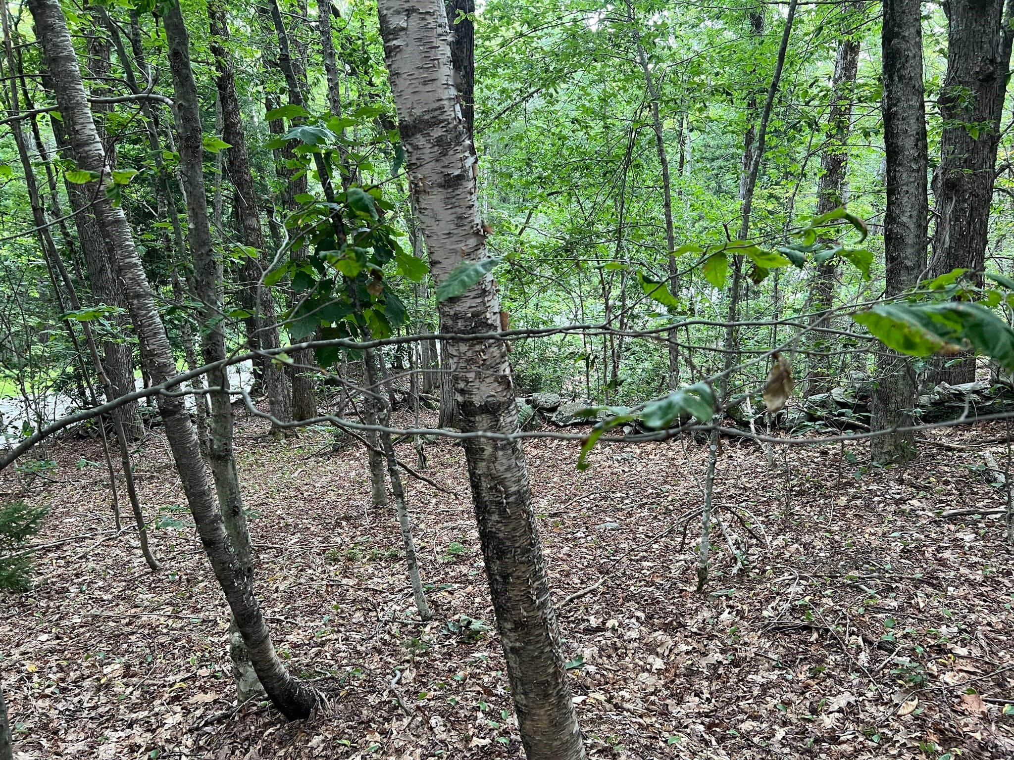 Residential at Lot 134 Shaw Rd, Windsor MA 01270, Windsor, photo 12 of 19