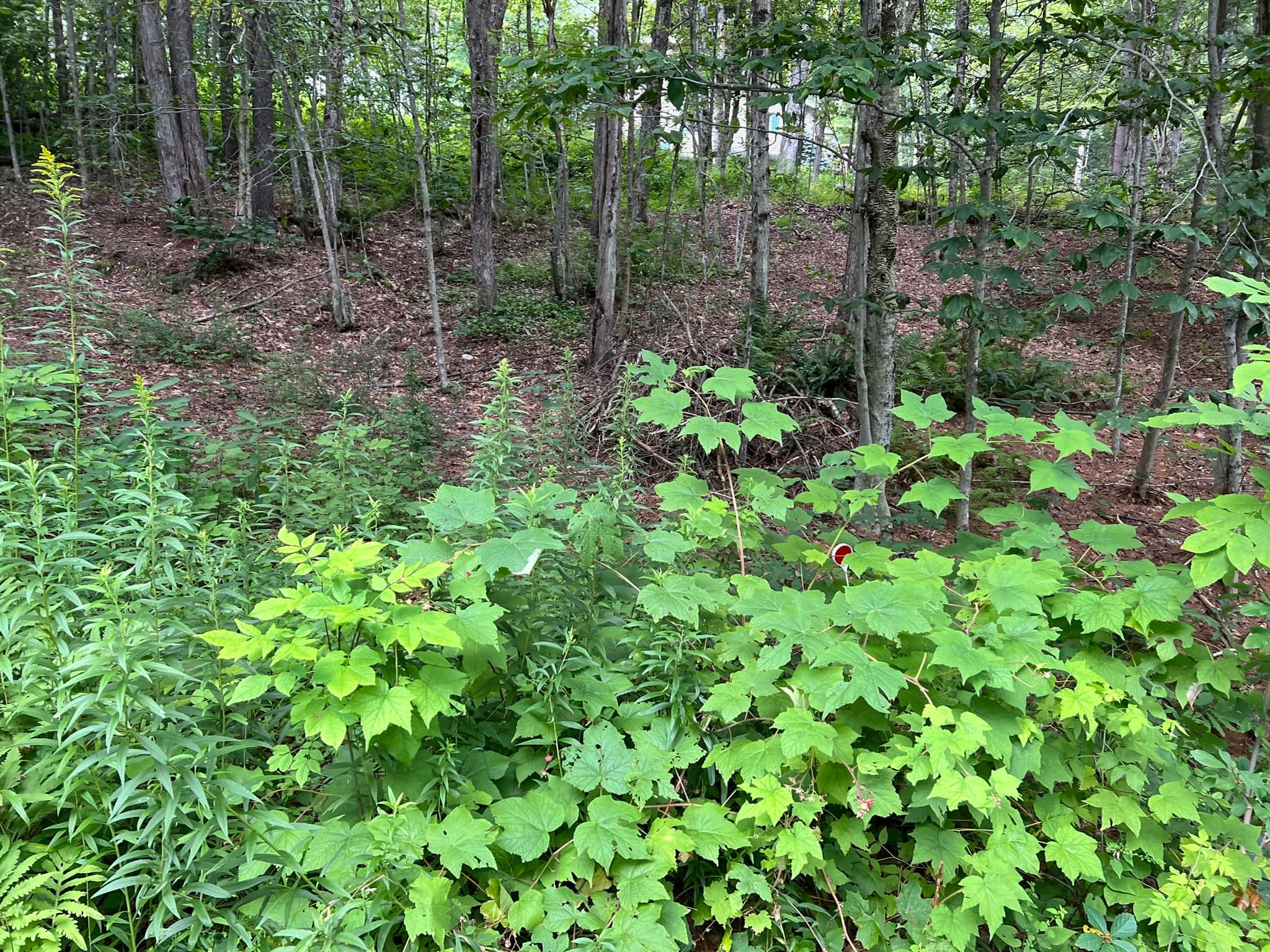 Residential at Lot 134 Shaw Rd, Windsor MA 01270, Windsor, photo 3 of 19