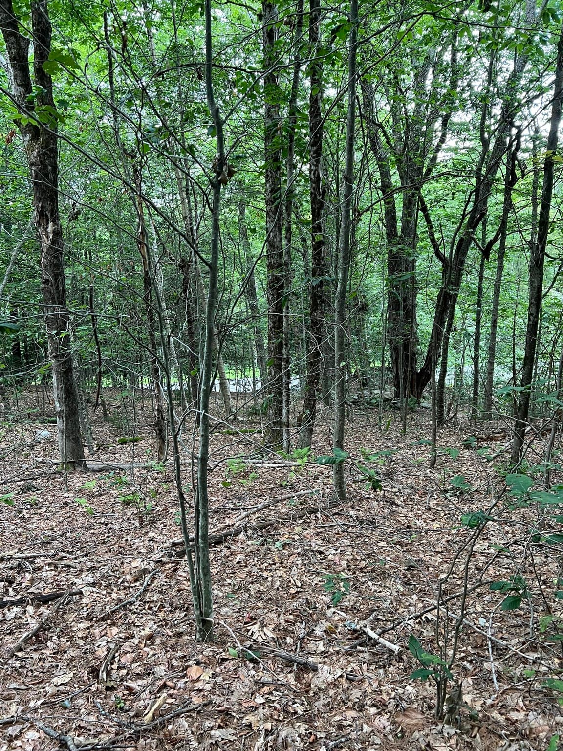 Residential at Lot 134 Shaw Rd, Windsor MA 01270, Windsor, photo 15 of 19