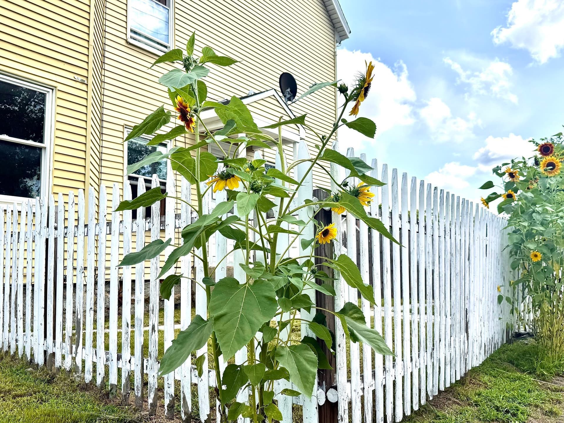 3 Family - 3 Units Up/Down at 272 South Street, Fitchburg MA 01420, photo 6 of 41
