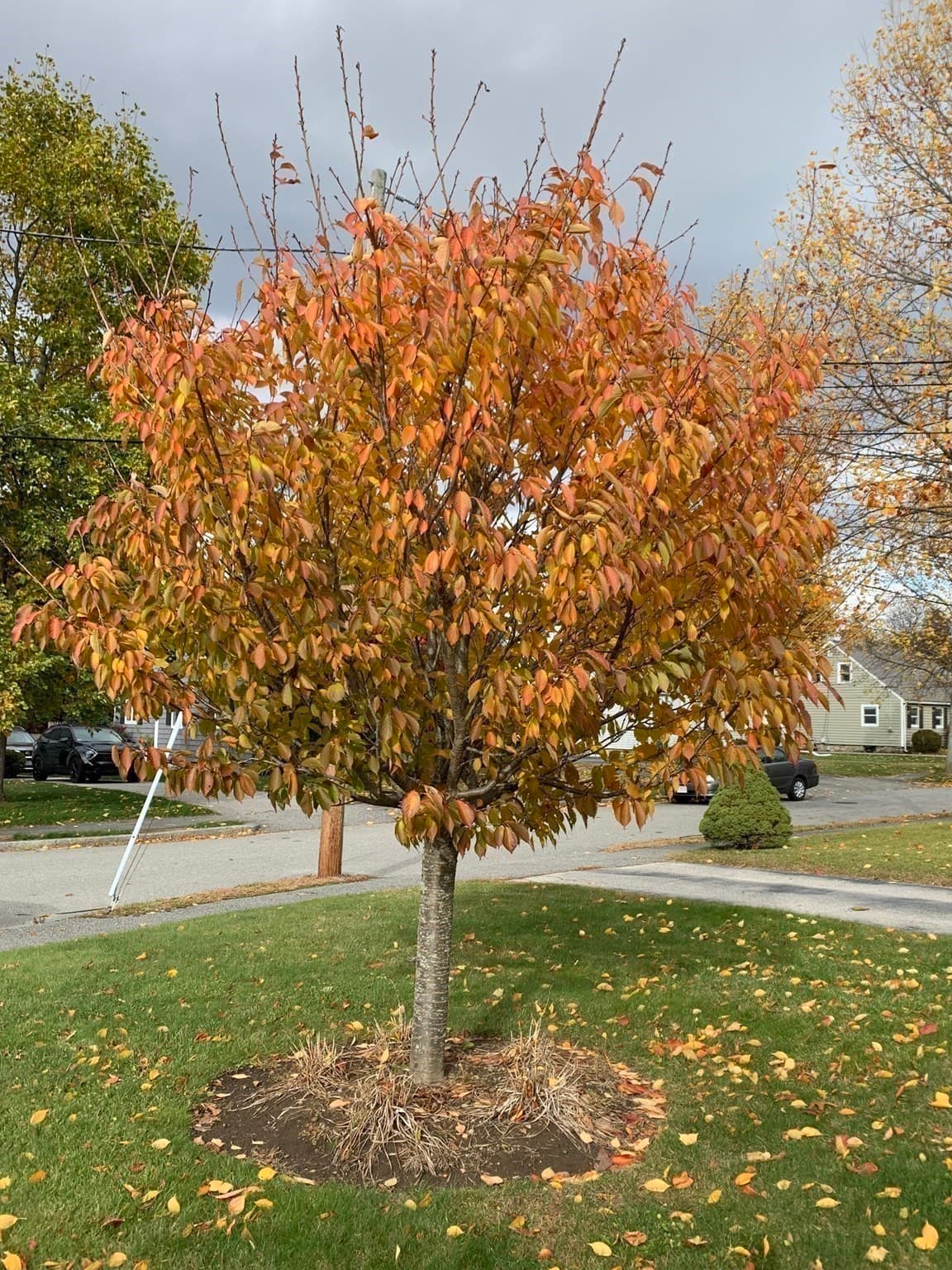 Single Family Residence at 27 Mayflower Circle, Worcester MA 01606, Worcester, photo 13 of 36